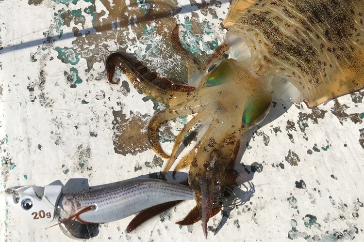 1685670335685723.png eotrs_ph.png