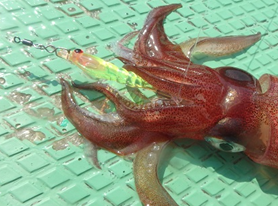 1686037779146501.png ika.png